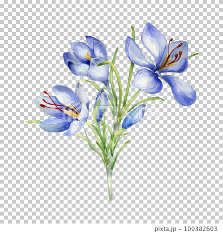 Watercolor illustration of saffron spice isolated on white. Bunch flowers of crocus sativus botanical art hand drawn. Painted spring purple flower. Design for Easter card, package, postcard 109382603