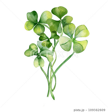 Shamrock and clover bunch watercolor illustration isolated on white background. Hand painted green four leaves. Hand drawn Irish lucky symbol. Design element for St.Patricks day postcard, banner 109382609