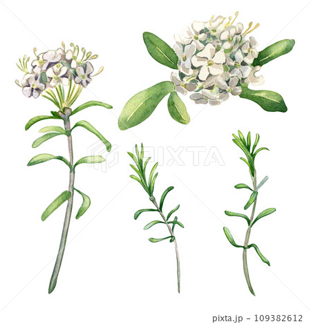 Watercolor illustration set of labrador tea flowers isolated on white background. Painted floral set of wild rosemary in gentle colors. Wedding elements with light flowers. Design for Easter card Watercolor illustration set of labrador tea flowers isolated on white background. Painted floral set of wild rosemary in gentle colors. Wedding elements with light flowers. Design for Easter card 109382612