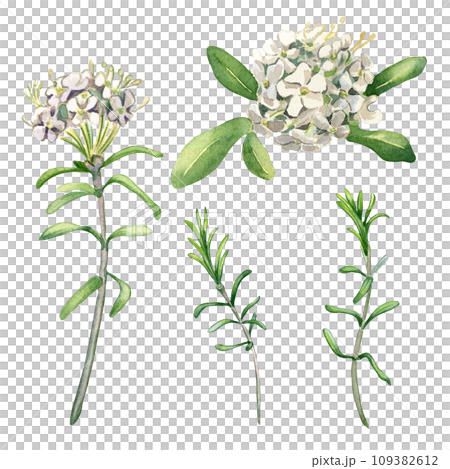 Watercolor illustration set of labrador tea flowers isolated on white background. Painted floral set of wild rosemary in gentle colors. Wedding elements with light flowers. Design for Easter card 109382612