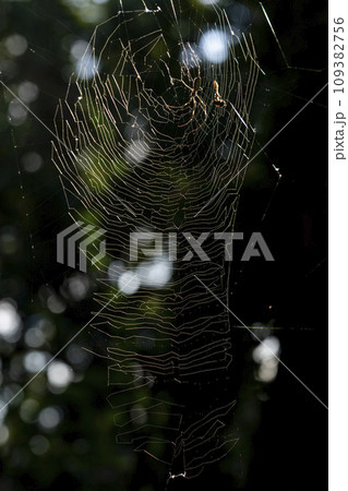 蜘蛛の巣に張った蜘蛛 109382756