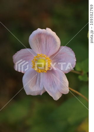 秋の庭に咲くピンク色のシュウメイギクの花 109382769