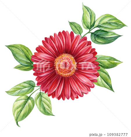 Bouquet of flowers, eucalyptus branches, leaves of elegant greenery, Watercolor botanical illustration. Floral design 109382777