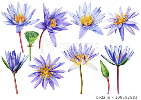 Violet lotus flower on isolated white background, watercolor illustration, Set flora hand drawing, botanical painting 109382883
