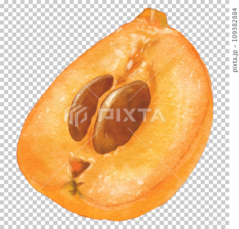 Watercolor style realistic loquat cross section illustration 109382884
