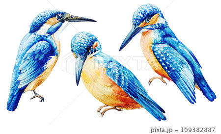 Kingfisher isolated on white background, watercolor illustration. Beautiful bird set. Hand Painted Wildlife Kingfisher isolated on white background, watercolor illustration. Beautiful bird set. Hand Painted Wildlife 109382887