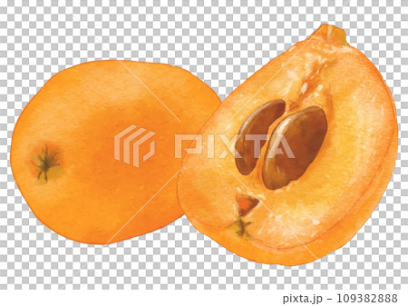 水彩風リアルなびわのイラスト2個-断面あり 水彩風リアルなびわのイラスト2個-断面あり 109382888