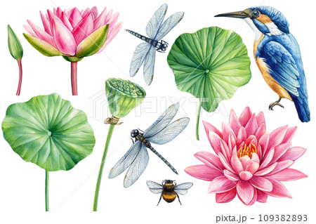 Lotus Pink flower, leaf, seed, bud, kingfisher and dragonfly, flora isolated white background, watercolor illustration 109382893