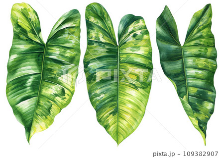 Paradise Palm Leaves set, Tropical Watercolor plant illustration on isolated white background, reddish philodendron 109382907