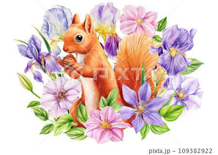 squirrel, spring flowers irises and clematis on isolated white background watercolor illustration, postcard squirrel, spring flowers irises and clematis on isolated white background watercolor illustration, postcard 109382922