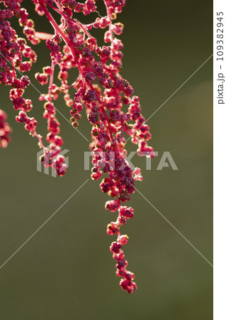 赤色のアカザの花・クローズアップ 赤色のアカザの花・クローズアップ 109382945