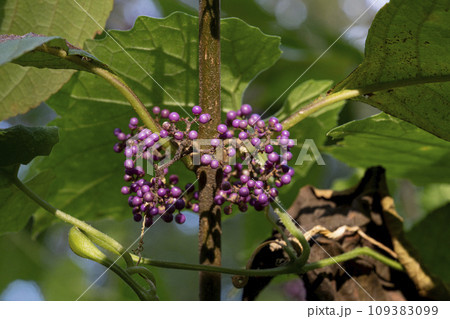 ムラサキシキブに似た薄紫色の果実をつけるカリカルパ カタヤーナ 109383099
