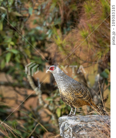 cheer pheasant or Catreus wallichii or Wallichs pheasant portrait during winter migration perched on big rock in natural colorful scenic green background in foothills himalaya forest uttarakhand india 109383185