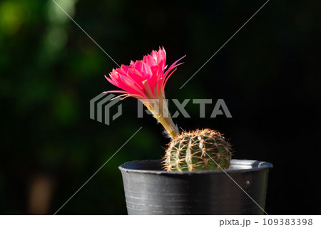 Beautiful pink cactus flower 109383398