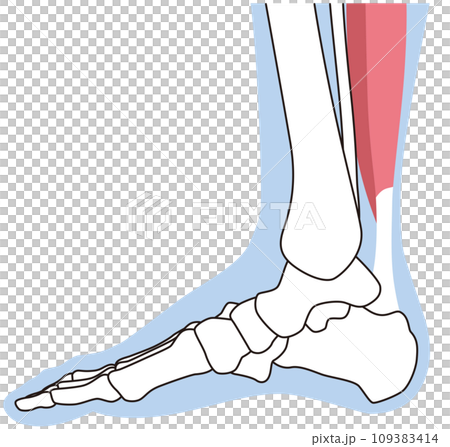 Skeletal diagram of the foot, inner right foot, muscles, Achilles tendon 109383414