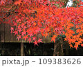 紅葉 109383626