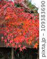 紅葉 109383690