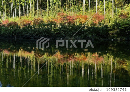 埼玉県嵐山町　紅葉の武蔵嵐山渓谷槻川に紅葉の倒影 109383741