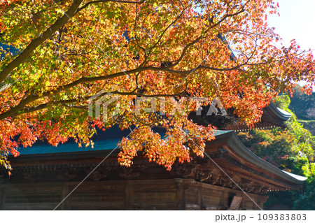 鎌倉 建長寺の紅葉 鎌倉 建長寺の紅葉 109383803