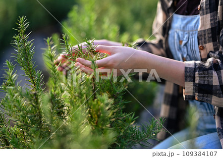 Cropped shot of female Farmer taking care of young rosemary plants on organic farm Cropped shot of female Farmer taking care of young rosemary plants on organic farm 109384107