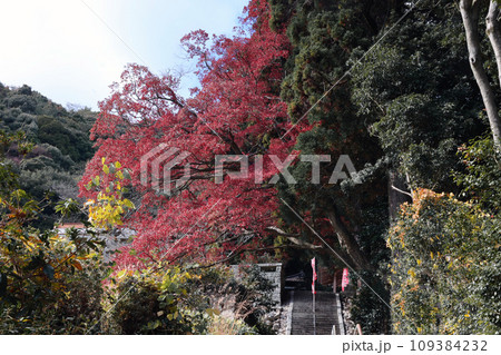 帯石観音の紅葉 帯石観音の紅葉 109384232
