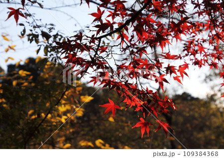 夕暮れの石神井公園の紅葉 109384368