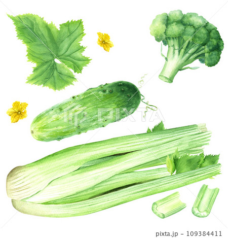 A set of vegetables such as cucumber, celery and broccoli for green cocktail or smoothie. Hand drawn watercolor food illustration isolated on white background. For clip art cards menu label package 109384411