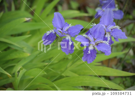 イチハツ 109384731