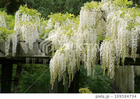 白藤 白藤 109384734