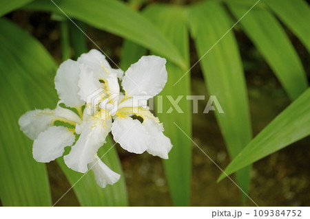 イチハツ 109384752