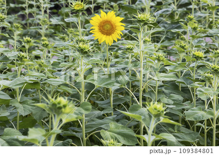 七月の花、向日葵の咲く風景-2 109384801