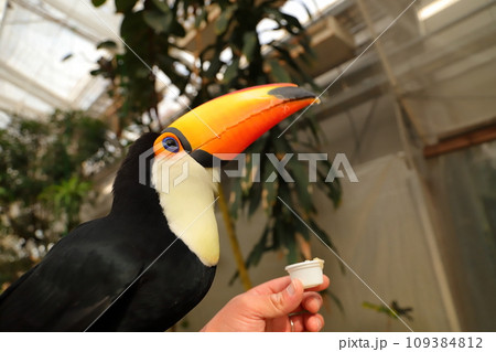 手に乗って餌を食べるオニオオハシ 109384812
