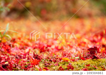 晩秋の落葉と色づく地面 109384861