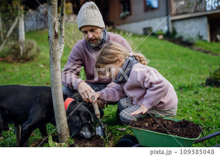 Girl and father planting tree in garden in the spring, using compost. Concept of sustainable gardening family gardening. 109385048