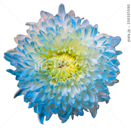 Top view of a blue, purple and yellow flower isolated on white background. 109385090