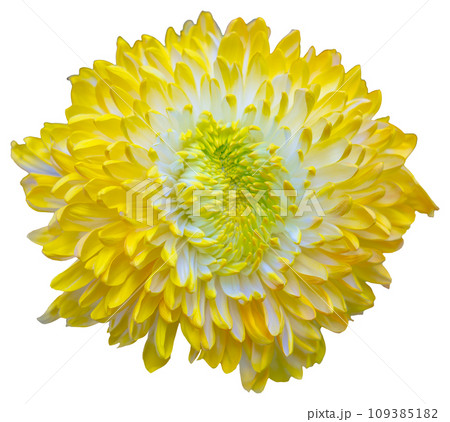 Top view of one yellow and white flower isolated on white background. 109385182