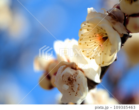 2月に咲いた白い梅の花「白難波（シロナンバ）」 109385463