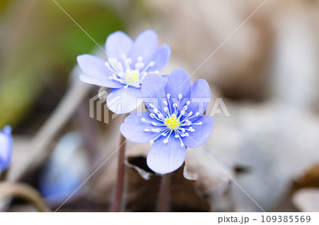 Hepatica Nobilis the first spring flower 109385569