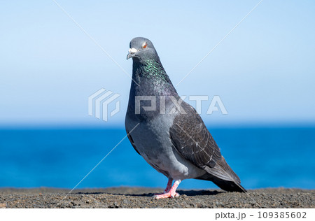 beautiful gray beautiful gray 109385602