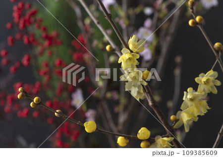 お正月飾り用の植物と花 109385609