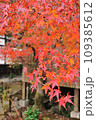 紅葉 109385612