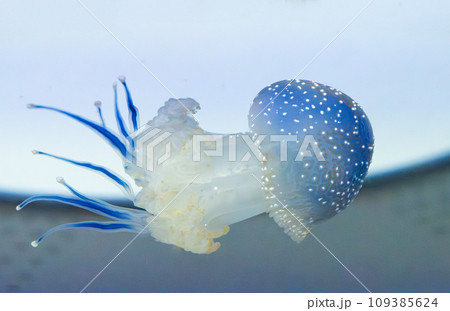 beautiful jellyfish 109385624