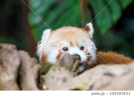 red panda red panda 109385632