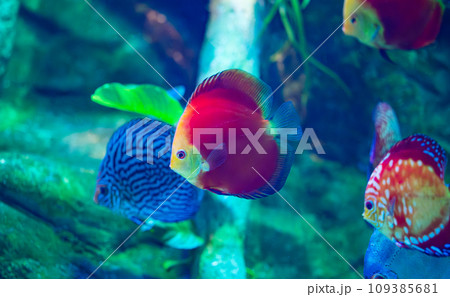 beautiful fish 109385681