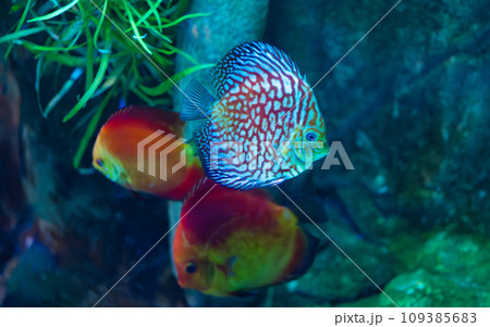 beautiful fish beautiful fish 109385683