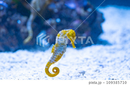 seahorse swimming i 109385710