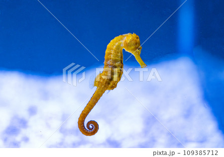 seahorse swimming i seahorse swimming i 109385712