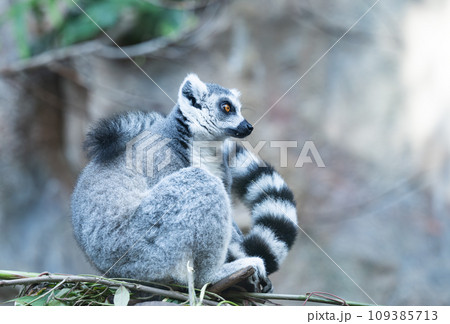 Ring-tailed lemur 109385713