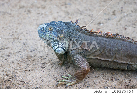 iguana in the park 109385754
