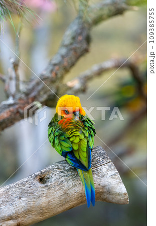 beautiful parrots living beautiful parrots living 109385755